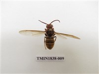 藏品(黃腳虎頭蜂)的圖片